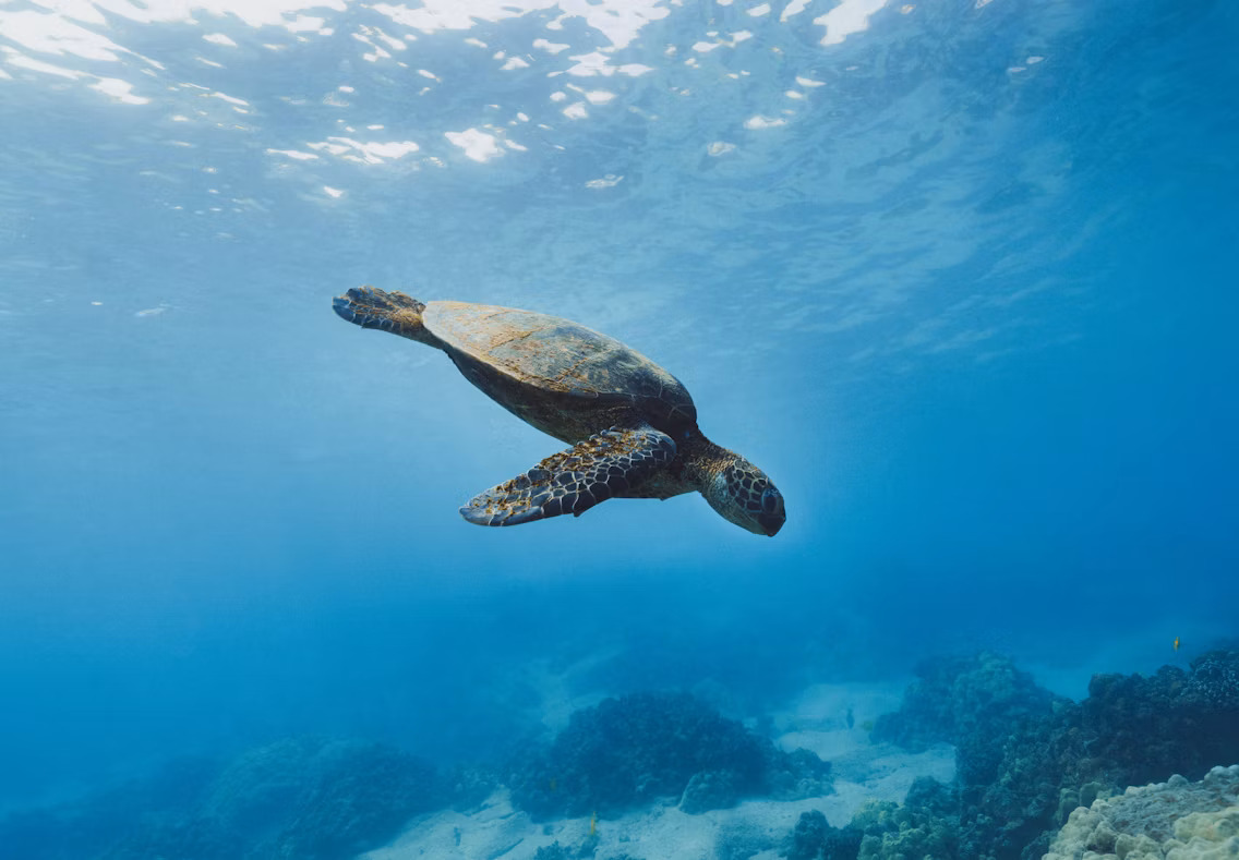 Underwater diving scene